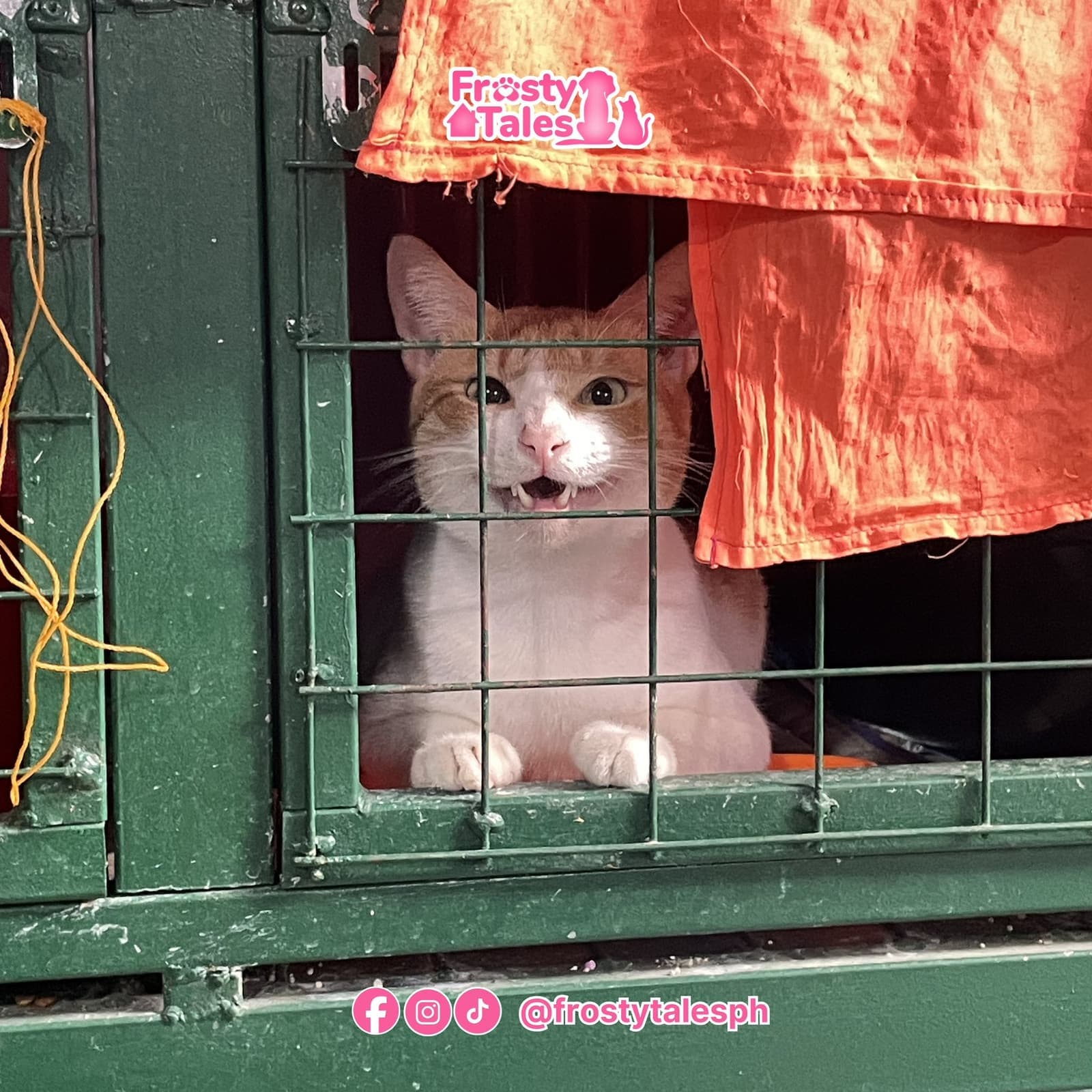 Rescue journey banner